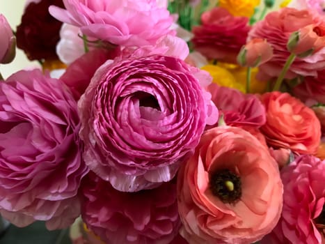 Bright pink orange and yellow asian buttercup spring flowers ranunculus asiaticus