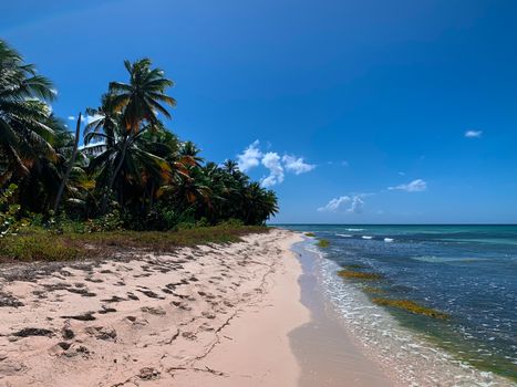 Exotic green coconut palm trees and Caribbean sea on Saona island in Dominican Republic