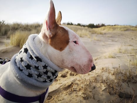 Close up portrait of white ginger spotted English bull terrier bullterrier on a beach looking somewhere