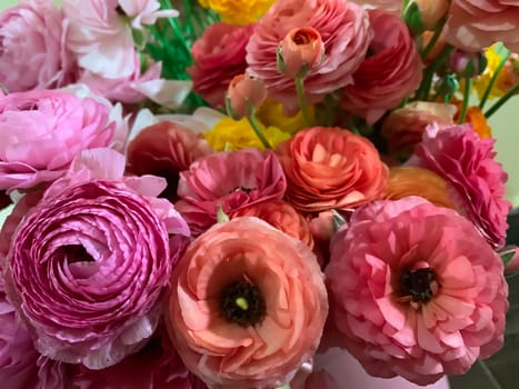 Bright pink orange and yellow asian buttercup spring flowers ranunculus asiaticus