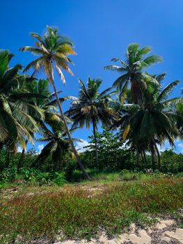 Exotic green coconut palm trees on Saona island in Dominican Republic