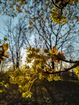 Close up acer maple tree flower on a blue sky background on the sunset. Vertical image