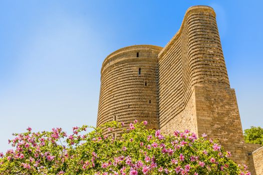 Gız Galası medieval  tower with flowers tree in the foreground, old town, Baku, Azerbaijan