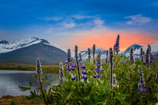 Blue lupin flowers with fjord and sunset mountains in the background, Faskrudsfjordir, Eastern Iceland