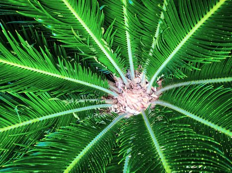 Close up green tropical palm leaves 