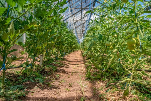 Organic green tomatoes ripen in a greenhouse. growing vegetables without chemicals, healthy food.