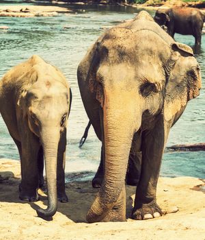 Asian elephant in river of the jungle, Elephants are large mammals of the family. Vintage nature background