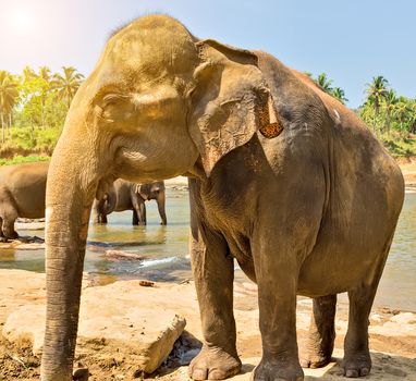 Elephant family Asia Jungle river washing water. Ceylon, Sri Lanka.