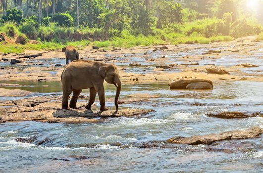 Asia Elephant bath in river Ceylon. Pinnawala. Sri Lanka