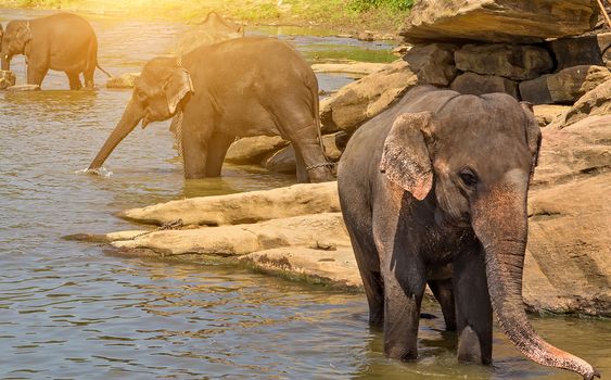 Elephant herd in jungle river - background tropical rainforest with wild animal.