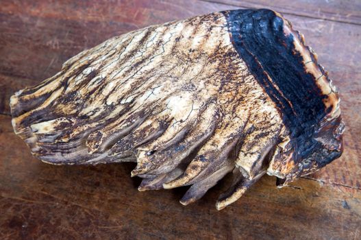 tooth elephant in wooden background