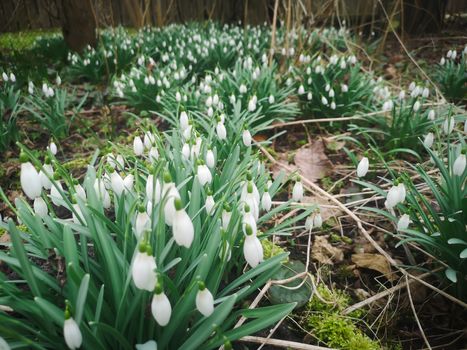 Beautiful spring background with close-up of a group of blooming white snowdrop flowers Galanthus nivalis in spring garden field in forest