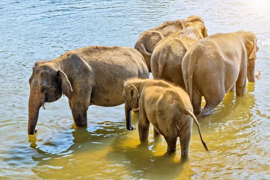 Beautiful elephant mother river outdoor leisure. elephants attraction Bathing water of jungle.