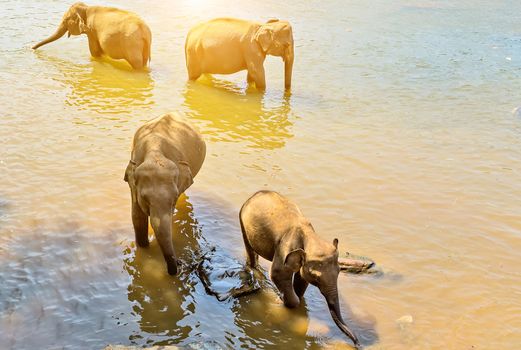 Elephant family Asia Jungle river washing water. Ceylon, Sri Lanka.