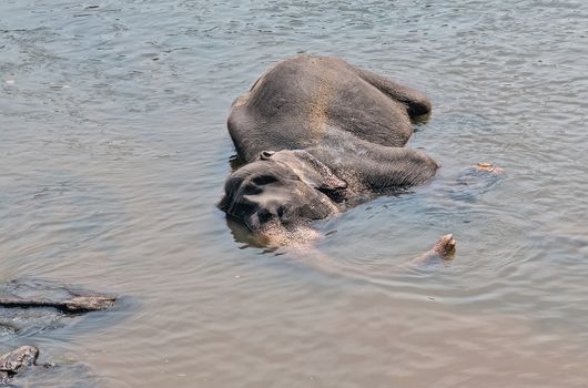 Asia Elephant bath in river Ceylon. Pinnawala. Sri Lanka
