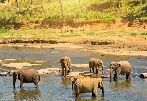 Asia Elephant bath in river Ceylon. Pinnawala. Sri Lanka