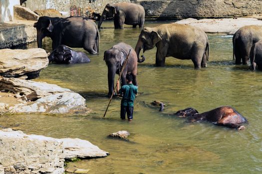 Elephants family bathing in the river wild animals, Sri Lanka