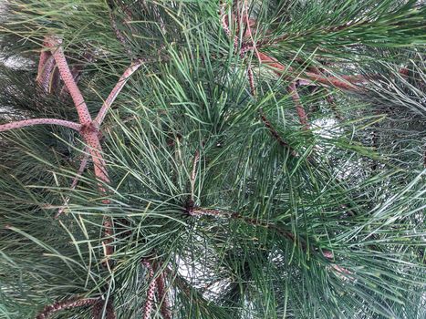 Close up green pine tree needles

