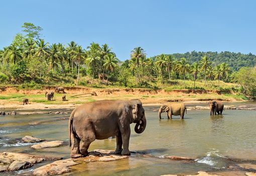 Elephant family Asia Jungle river washing water. Ceylon, Sri Lanka.