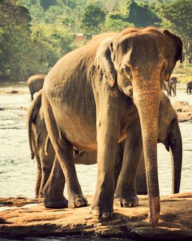 elephant orphanage Pinnawela in river stream, vintage nature background