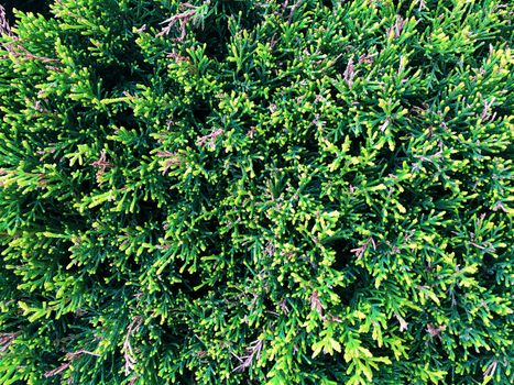 Close up cypress thuja coniferous tree