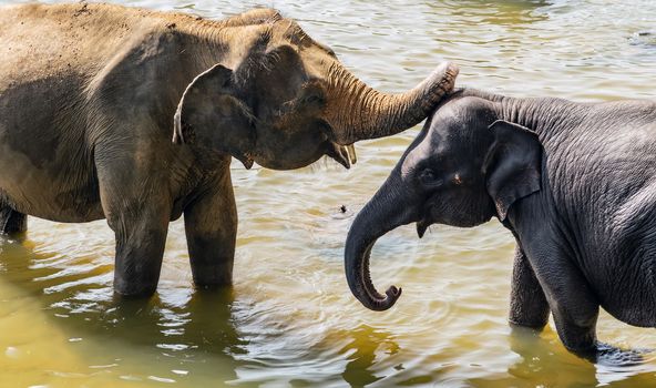 Elephants bathing in the river wild animals, Sri Lanka