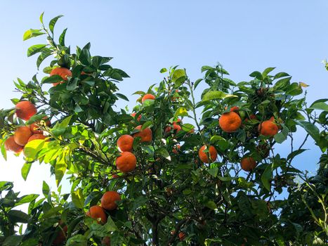 Fresh ripe oranges on a tree with green leaves in sun beams 