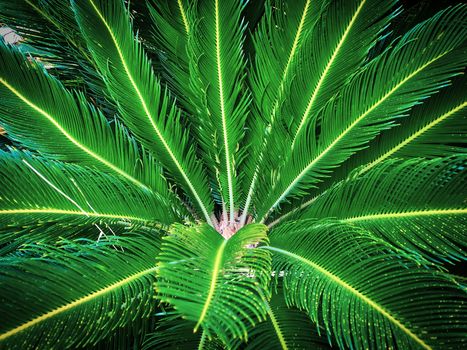 Close up green tropical palm leaves 