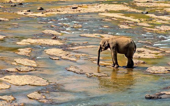 Asia Elephant bath in river Ceylon. Pinnawala. Sri Lanka