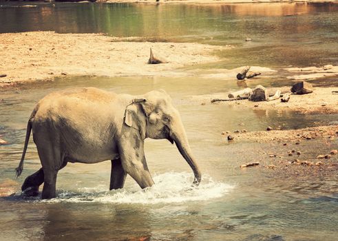 Bathing of the elephant in river jungle vintage nature background