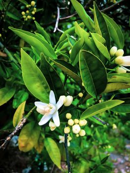 Close up orange tree flower bud with green leaves