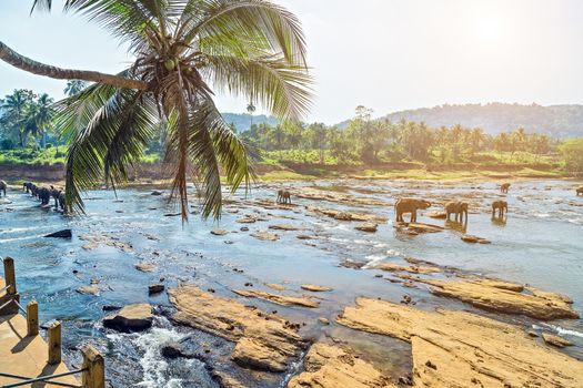 Beautiful elephant mother river outdoor leisure. elephants attraction Bathing water of jungle.