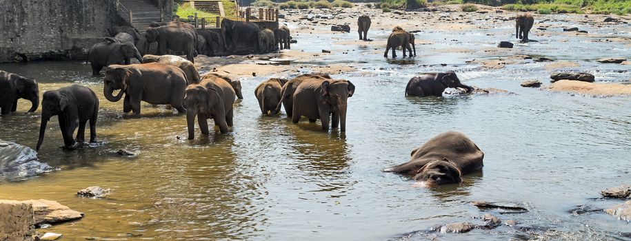 Asian Elephant Family in Water