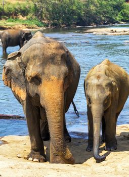 family indian elephants bath in river Ceylon, Pinnawala, Sri Lanka