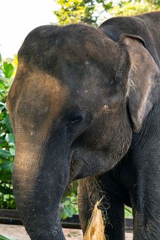 Elephants wild animals, Sri Lanka