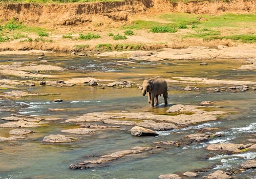 Elephant family Asia Jungle river washing water. Ceylon, Sri Lanka.