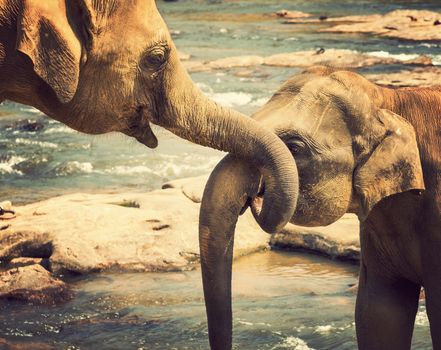 family Asia Elephant bath in river Ceylon, Pinnawala, vintage nature background