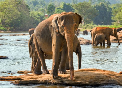 elephant orphanage Pinnawela in river stream, Sri lanka