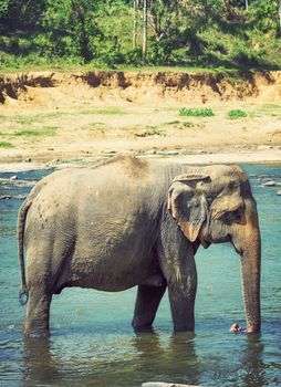 group elephants in river outdoor leisure attraction Bathing Elephant. vintage nature background