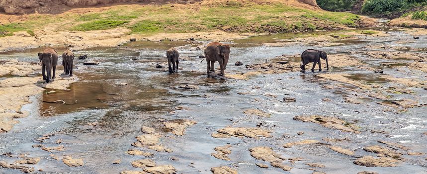 Wildlife safari Family elephants at the watering river island Sri Lanka