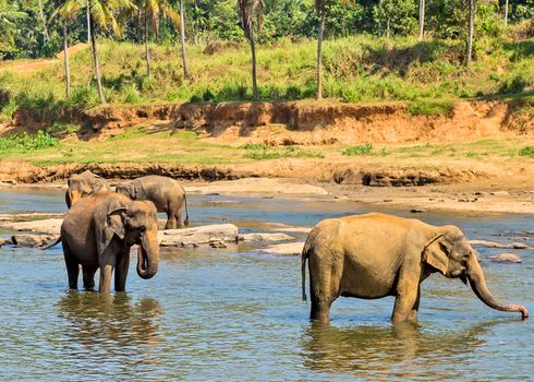 Elephant herd in jungle river - background tropical rainforest with wild animal.