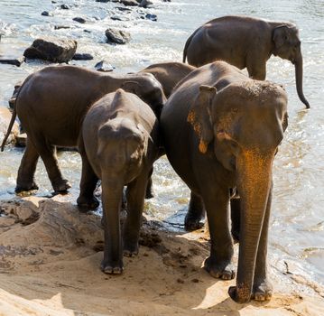 elephant orphanage in river stream, Sri lanka
