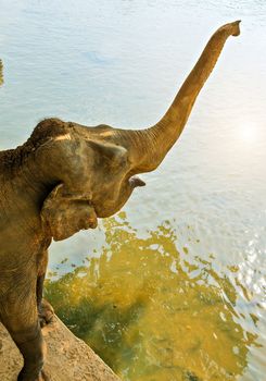 Beautiful elephant mother river outdoor leisure. elephants attraction Bathing water of jungle.