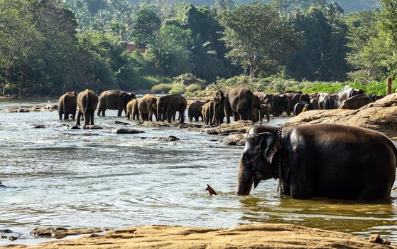 Elephants family bathing in the river wild animals, Sri Lanka