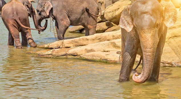 Elephant family Asia Jungle river washing water. Ceylon, Sri Lanka.