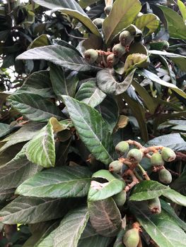 Green loquat fruits on banch