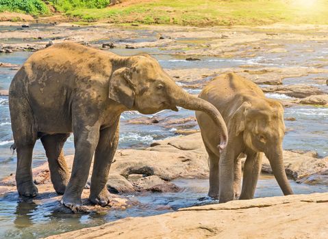 Elephants herd washing attraction river. Pinnawala elephant orphanage, Sri Lanka