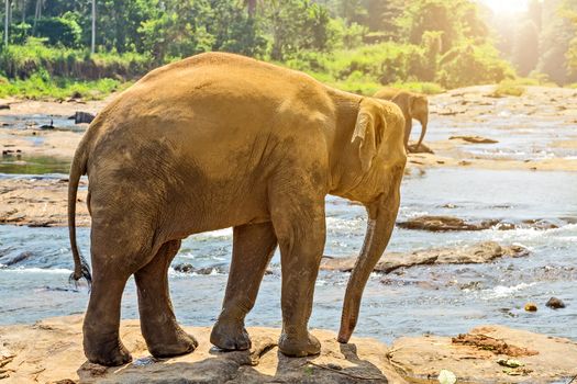 Beautiful elephant mother river outdoor leisure. elephants attraction Bathing water of jungle.