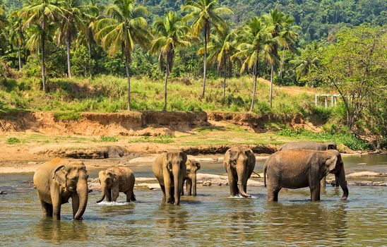 elephant in jungle river washing outdoor leisure.