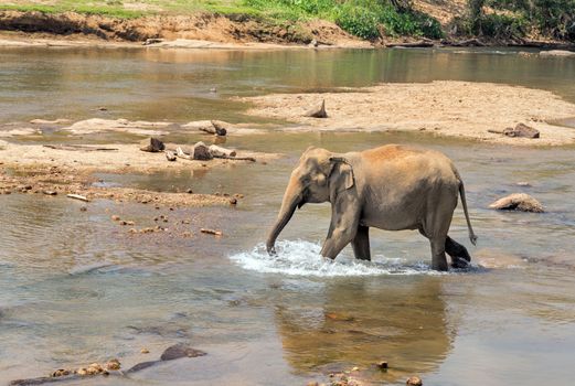 Bathing of the elephant in river jungle